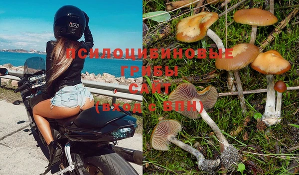 гашик Дмитров
